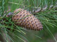 Pinus rigida Strandbaden, Falsterbohalvön, Vellinge, Skåne, Sweden 20170408_0046