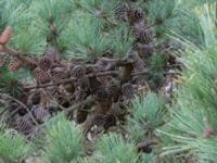 Pinus rigida Strandbaden, Falsterbohalvön, Vellinge, Skåne, Sweden 20170408_0048