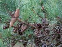 Pinus rigida Strandbaden, Falsterbohalvön, Vellinge, Skåne, Sweden 20170408_0049