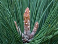 Pinus rigida Strandbaden, Falsterbohalvön, Vellinge, Skåne, Sweden 20170408_0050