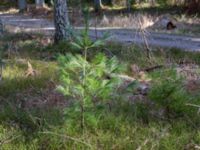 Pinus strobus Skäftekärr, Böda, Borgholm, Öland, Sweden 20160409_0011