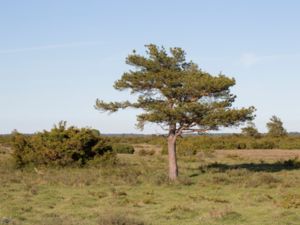 Pinus sylvestris - Scots Pine - Tall