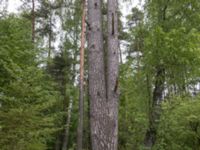 Pinus sylvestris E Klostersågen, Sjöbo, Skåne, Sweden 20180511_1