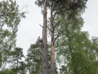 Pinus sylvestris E Klostersågen, Sjöbo, Skåne, Sweden 20180511_2