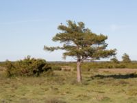 Pinus sylvestris Mysinge Alvar, Mörbylånga, Öland, Sweden 20170526_0195
