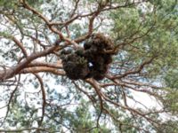 Pinus sylvestris Nyehusen, Kristianstad, Skåne, Sweden 20160628_0275