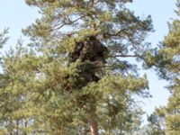 Pinus sylvestris Witch's broom Everöds gamla banvall, Kristianstad, Skåne, Sweden 20160508_0088