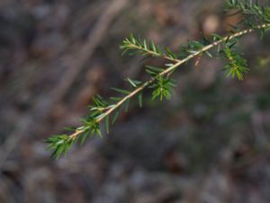 Tsuga heterophylla - Western Hemlock - Jättehemlock -