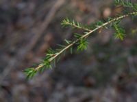 Tsuga heterophylla Bogatelinjen, Böda, Borgholm, Öland, Sweden 20160409_0013