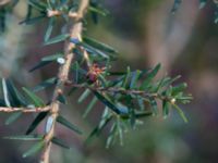 Tsuga heterophylla Bogatelinjen, Böda, Borgholm, Öland, Sweden 20160409_0014