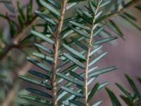 Tsuga heterophylla Bogatelinjen, Böda, Borgholm, Öland, Sweden 20160409_0017