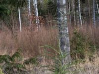 Tsuga heterophylla Bogatelinjen, Böda, Borgholm, Öland, Sweden 20160409_0018