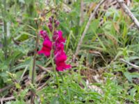 Antirrhinum majus Deponi Sankt Hans backar, Lund, Skåne, Sweden 20170623_0072