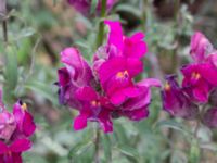 Antirrhinum majus Grodreservatet, Norra hamnen, Malmö, Skåne, Sweden 20160613_0016