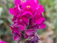 Antirrhinum majus Grodreservatet, Norra hamnen, Malmö, Skåne, Sweden 20160613_0017