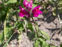 Antirrhinum majus Hököpinge ängar, Vellinge, Skåne, Sweden 20150717_0016