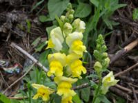 Antirrhinum majus Jorddeponi Sliparebacken, Lund, Skåne, Sweden 20170710_0017