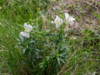 Antirrhinum majus Mor Marnas väg, Nordanå, Burlöv, Skåne, Sweden 20160717_0033