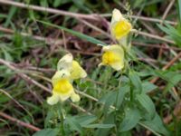 Antirrhinum majus Väderögatan, Malmö hamn, Malmö, Skåne, Sweden 20170625_0001