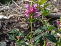 Chelone lyonii Jorddeponi S Sliparebacken, Lund 20170814_0009