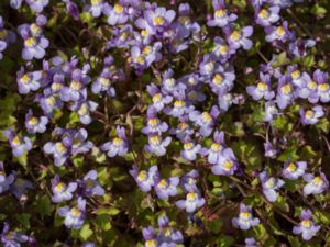 Cymbalaria muralis - Ivy-leaved Toadflax - Murreva