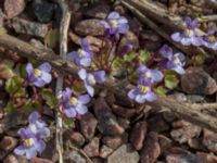 Cymbalaria muralis Kulla Gunnarstorp, Helsingborg, Skåne, Sweden 20150515_0344