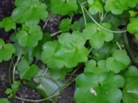 Cymbalaria muralis Kungsparken, Malmö, Skåne, Sweden 20171014_0015