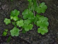 Cymbalaria muralis Slottsparken, Malmö, Skåne, Sweden 20171014_0014