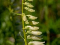 Digitalis lutea Klosterängshöjden, Lund, Skåne, Sweden 20190623_0042