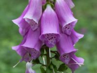 Digitalis purpurea Häckeberga hed, Lund, Skåne, Sweden 20150727_0090