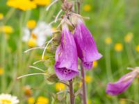 Digitalis purpurea Vanningen, Vellinge, Skåne, Sweden 20240616_0462