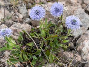 Globularia vulgaris - Bergskrabba