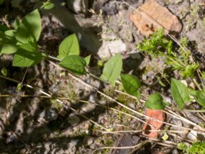 Kickxia elatine - Sharp-leaved Fluellen - Spjutsporre