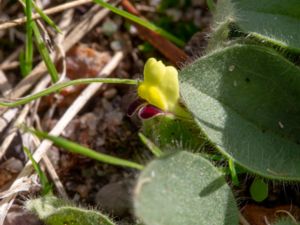 Kickxia spuria - Round-leaved Fluellen - Rundsporre