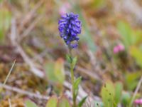 Lagotis glauca Coffe Dome, Nome, Alaska, USA 20140620_0610