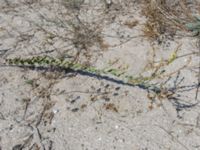 Linaria genistifolia Olenovka, Crimea, Russia 20150911_0126