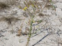 Linaria genistifolia Olenovka, Crimea, Russia 20150911_0127