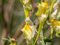 Linaria genistifolia ssp. dalmatica Vanningen, Vellinge, Skåne, Sweden 20230610_0004