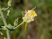 Linaria genistifolia ssp. dalmatica Vanningen, Vellinge, Skåne, Sweden 20230610_0005