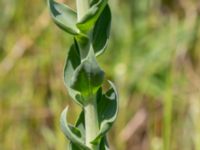 Linaria genistifolia ssp. dalmatica Vanningen, Vellinge, Skåne, Sweden 20230610_0006