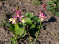 Linaria maroccana Fjärilsstigen, Bunkeflostrand, Malmö, Skåne, Sweden 20160604_0049