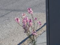 Linaria maroccana Kalkbrottsgatan, Limhamn, Malmö, Skåne, Sweden 20170829_0038