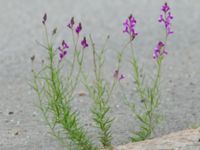 Linaria maroccana Limhamnsvägen-Geijersgatan, Malmö, Skåne, Sweden 20180902_0054