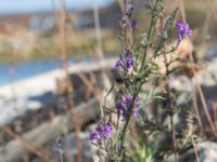 Linaria purpurea Grodreservatet, Norra hamnen, Malmö, Skåne, Sweden 20160924_0091