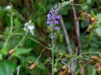 Linaria purpurea Katrinetorp, Malmö, Skåne, Sweden 20170827_0013