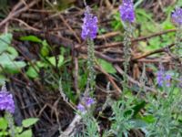 Linaria purpurea Svedala jorddeponi, Svedala, Skåne, Sweden 20231021_0031