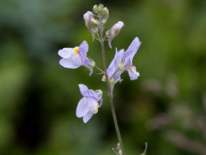 Linaria repens - Pale Toadflax - Strimsporre