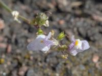 Linaria repens Bornholmsgatan, Ystad, Skåne, Sweden 20180715_0021