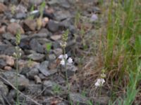 Linaria repens Götafors, Vaggeryd, Småland, Sweden 20190607_0620