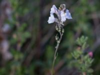 Linaria repens Grodreservatet, Malmö hamn, Malmö, Skåne, Sweden 20160609_0082